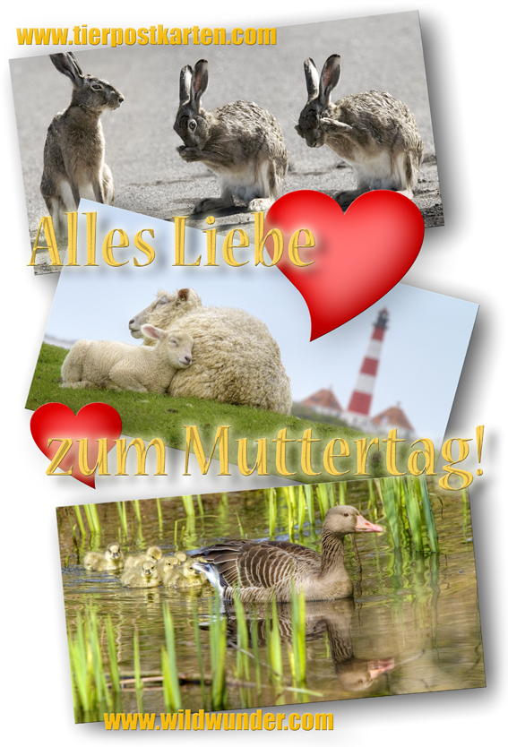 Tierpostkarten für den Muttertag